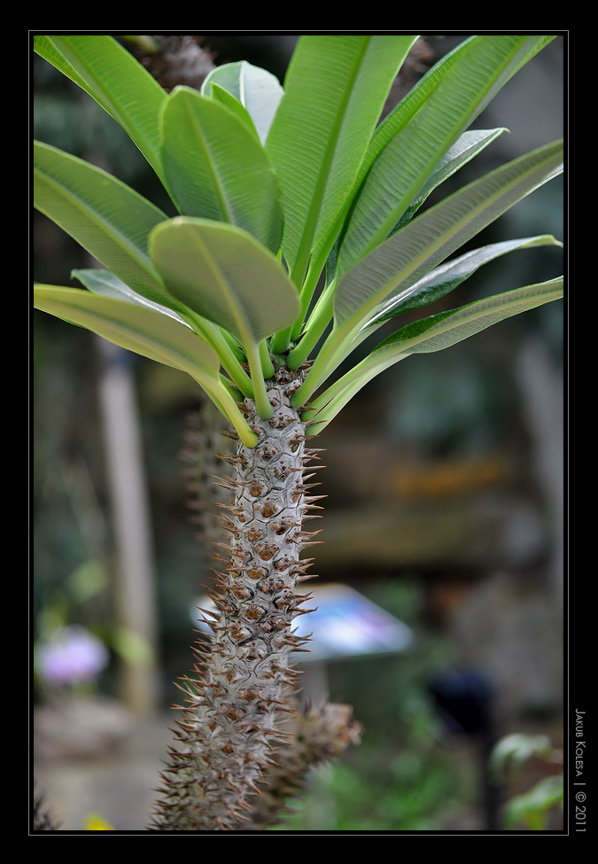 img00041.jpg